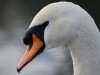 Swan at 270mm Resized.jpg